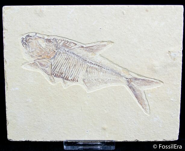 Inch Diplomystus Fossil Fish #2548